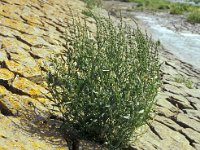 Atriplex littoralis 1, Strandmelde, Saxifraga-Piet Zomerdijk