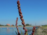 Atriplex littoralis 10, Strandmelde, Saxifraga-Ed Stikvoort