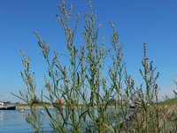 Atriplex littoralis 12, Strandmelde, Saxifraga-Ed Stikvoort