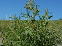 Atriplex littoralis 13, Strandmelde, Saxifraga-Ed Stikvoort