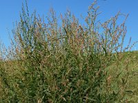 Atriplex littoralis 14, Strandmelde, Saxifraga-Ed Stikvoort