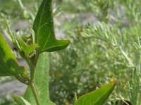 Atriplex littoralis 2, Strandmelde, Saxifraga-Rutger Barendse