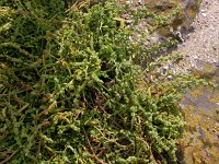 Atriplex littoralis 3, Strandmelde, Saxifraga-Peter Meininger