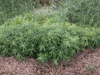 Atriplex littoralis 4, Strandmelde, Saxifraga-Peter Meininger