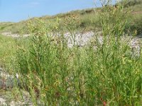 Atriplex littoralis 5, Strandmelde, Saxifraga-Rutger Barendse