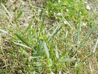 Atriplex littoralis 6, Strandmelde, Saxifraga-Rutger Barendse