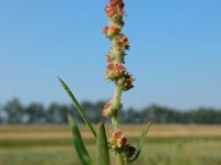 Atriplex littoralis 7, Strandmelde, Saxifraga-Ed Stikvoort