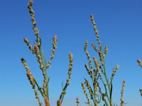 Atriplex littoralis 9, Strandmelde, Saxifraga-Ed Stikvoort