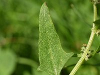 Atriplex patula 18, Uitstaande melde, Saxifraga-Sonja Bouwman  824. Uitstaande melde - Atriplex patula - Amaranthaceae familie (i)