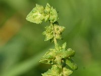 Atriplex patula 19, Uitstaande melde, Saxifraga-Sonja Bouwman  824. Uitstaande melde - Atriplex patula - Amaranthaceae familie (i)