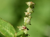 Atriplex patula 20, Uitstaande melde, Saxifraga-Sonja Bouwman  824. Uitstaande melde - Atriplex patula - Amaranthaceae familie (i) Woerden