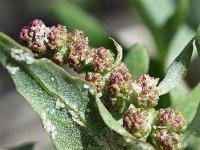 Atriplex prostrata 15, Spiesmelde, Saxifraga-Sonja Bouwman  634. Spiesmelde - Atriplex prostrata - Amaranthaceae familie (i) Diemen, Harlingen, Kwade Hoek (Goedereede)