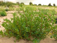 Atriplex prostrata 17, Spiesmelde, Saxifraga-Hans Grotenhuis