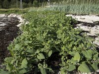 Atriplex prostrata 21, Spiesmelde, Saxifraga-Willem van Kruijsbergen