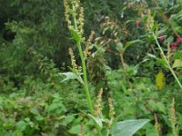 Atriplex prostrata 1, Spiesmelde, Saxifraga-Rutger Barendse