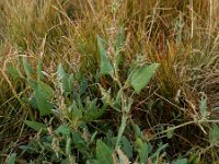 Atriplex prostrata 10, Spiesmelde, Saxifraga-Ed Stikvoort