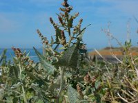 Atriplex prostrata 11, Spiesmelde, Saxifraga-Ed Stikvoort