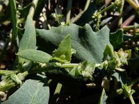 Atriplex prostrata 12, Spiesmelde, Saxifraga-Ed Stikvoort