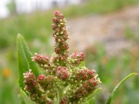 Atriplex prostrata 13, Spiesmelde, Saxifraga-Ed Stikvoort