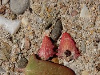 Atriplex prostrata 14, Spiesmelde, Saxifraga-Ed Stikvoort