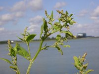 Atriplex prostrata 2, Spiesmelde, Saxifraga-Peter Meininger