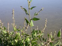 Atriplex prostrata 3, Spiesmelde, Saxifraga-Iztok Skornik