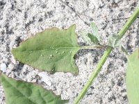 Atriplex prostrata 4, Spiesmelde, Saxifraga-Rutger Barendse