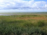 Atriplex prostrata 5, Spiesmelde, Saxifraga-Hans Boll