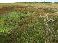 Atriplex prostrata 7, Spiesmelde, Saxifraga-Hans Boll