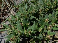 Atriplex prostrata 9, Spiesmelde, Saxifraga-Ed Stikvoort