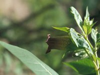 Atropa bella-donna 33, Wolfskers, Saxifraga-Jan van der Straaten