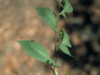 Atropa bella-donna 34, Wolfskers, Saxifraga-Jan van der Straaten