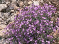 Aubrieta deltoidea 1, Aubrietia, Saxifraga-Jan de Laat