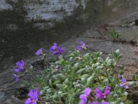 Aubrieta deltoidea 10, Aubrietia, Saxifraga-Rutger Barendse