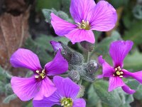 Aubrieta deltoidea 11, Aubrietia, Saxifraga-Rutger Barendse