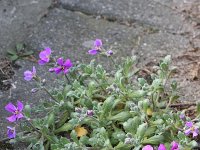 Aubrieta deltoidea 12, Aubrietia, Saxifraga-Rutger Barendse