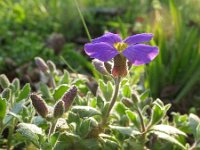 Aubrieta deltoidea 13, Aubrietia, Saxifraga-Rutger Barendse