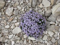 Aubrieta deltoidea 14, Aubrietia, Saxifraga-Jasenka Topic