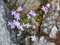 Aubrieta deltoidea 16, Auibrietia, Saxifraga-Harry Jans