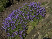 Aubrieta deltoidea 2, Aubrietia, Saxifraga-Willem van Kruijsbergen