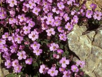 Aubrieta deltoidea 3, Aubrietia, Saxifraga-Piet Zomerdijk