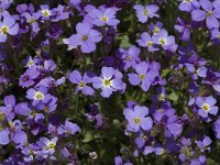 Aubrieta deltoidea 4, Aubrietia, Saxifraga-Marijke Verhagen