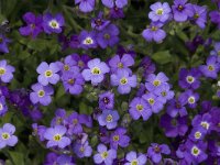 Aubrieta deltoidea 5, Aubrietia, Saxifraga-Jan van der Straaten