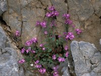 Aubrieta deltoidea 6, Aubrietia, Saxifraga-Jan van der Straaten