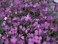 Aubrieta deltoidea 7, Aubrietia, Saxifraga-Jan van der Straaten