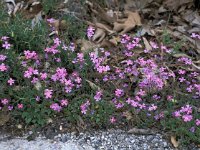 Aubrieta deltoidea 8, Aubrietia, Saxifraga-Jan van der Straaten