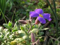 Aubrieta deltoidea 9, Aubrietia, Saxifraga-Rutger Barendse