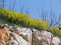 Aurinia leucadea 2, Saxifraga-Jasenka Topic