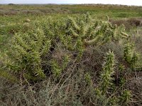 Austrocylindropuntia subulata 2, Saxifraga-Ed Stikvoort