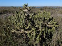 Austrocylindropuntia subulata 3, Saxifraga-Ed Stikvoort